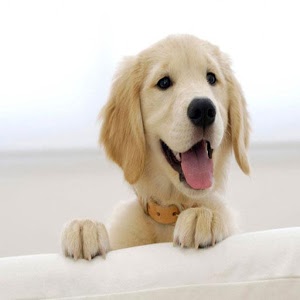 Good Dogs for Children